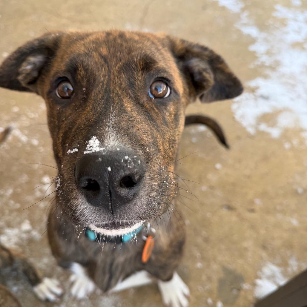 Enlarge Copper, a Adoptable Boxer in Atoka, TN image 5/6