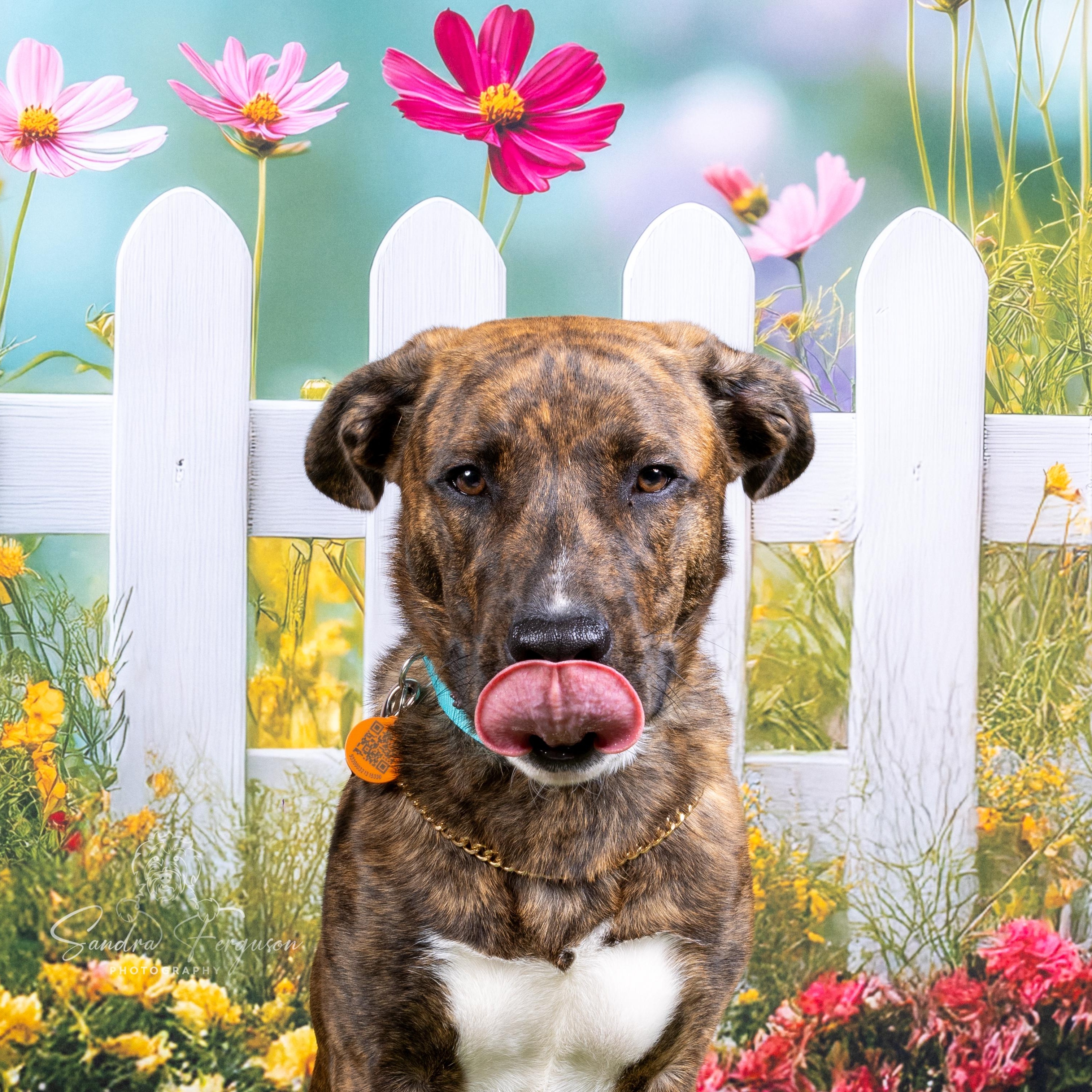 Enlarge Copper, a Adoptable mixed breed in Atoka, TN image 2/3