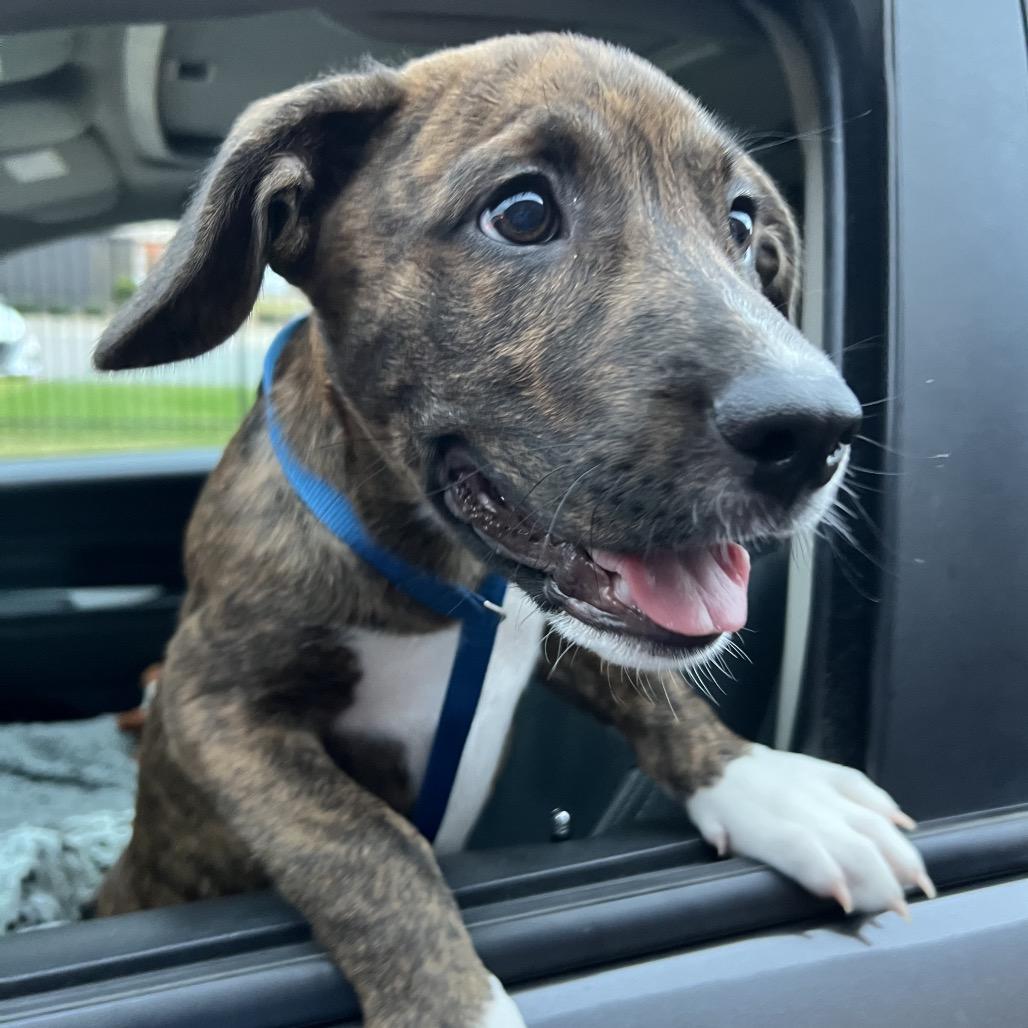 Enlarge Copper, a Adoptable Boxer in Atoka, TN image 6/6