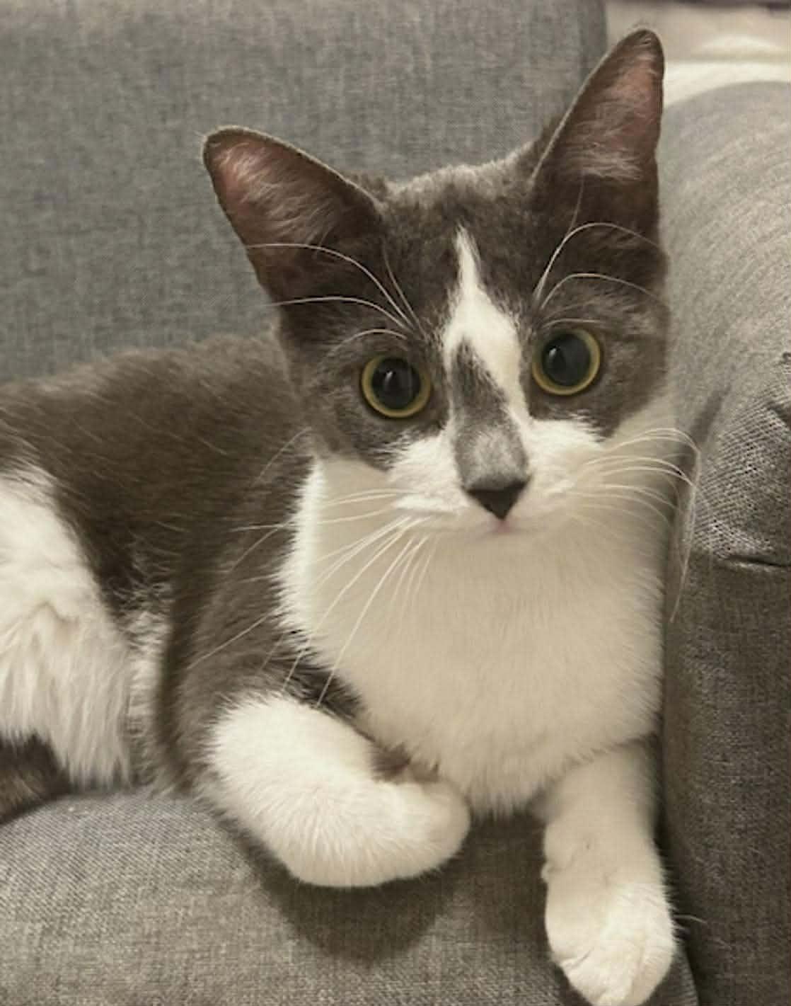 Enlarge MAXINE, a Adoptable Domestic Short Hair in Tillsonburg, ON image 1/6