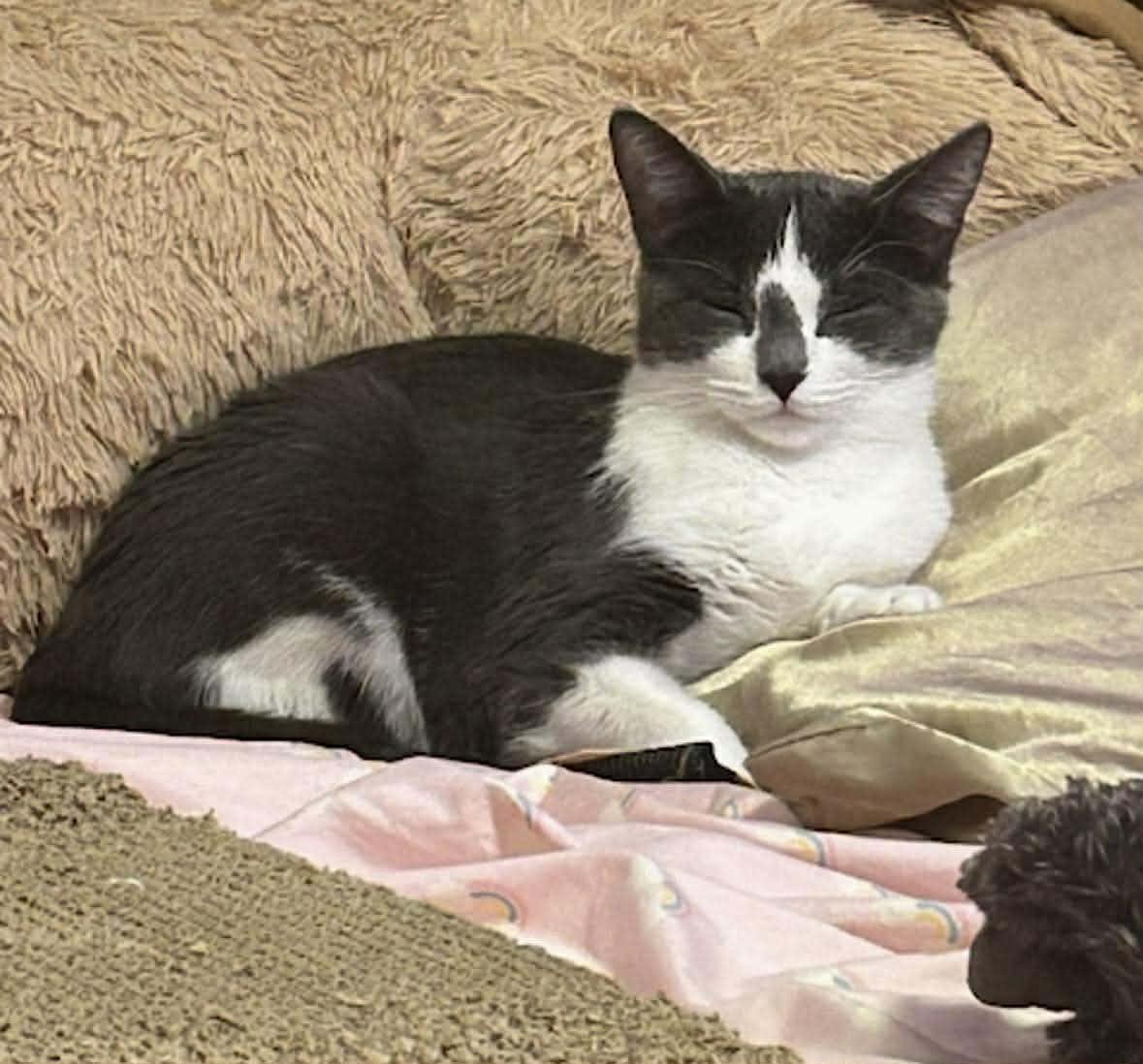 Enlarge MAXINE, a Adoptable Domestic Short Hair in Tillsonburg, ON image 2/6