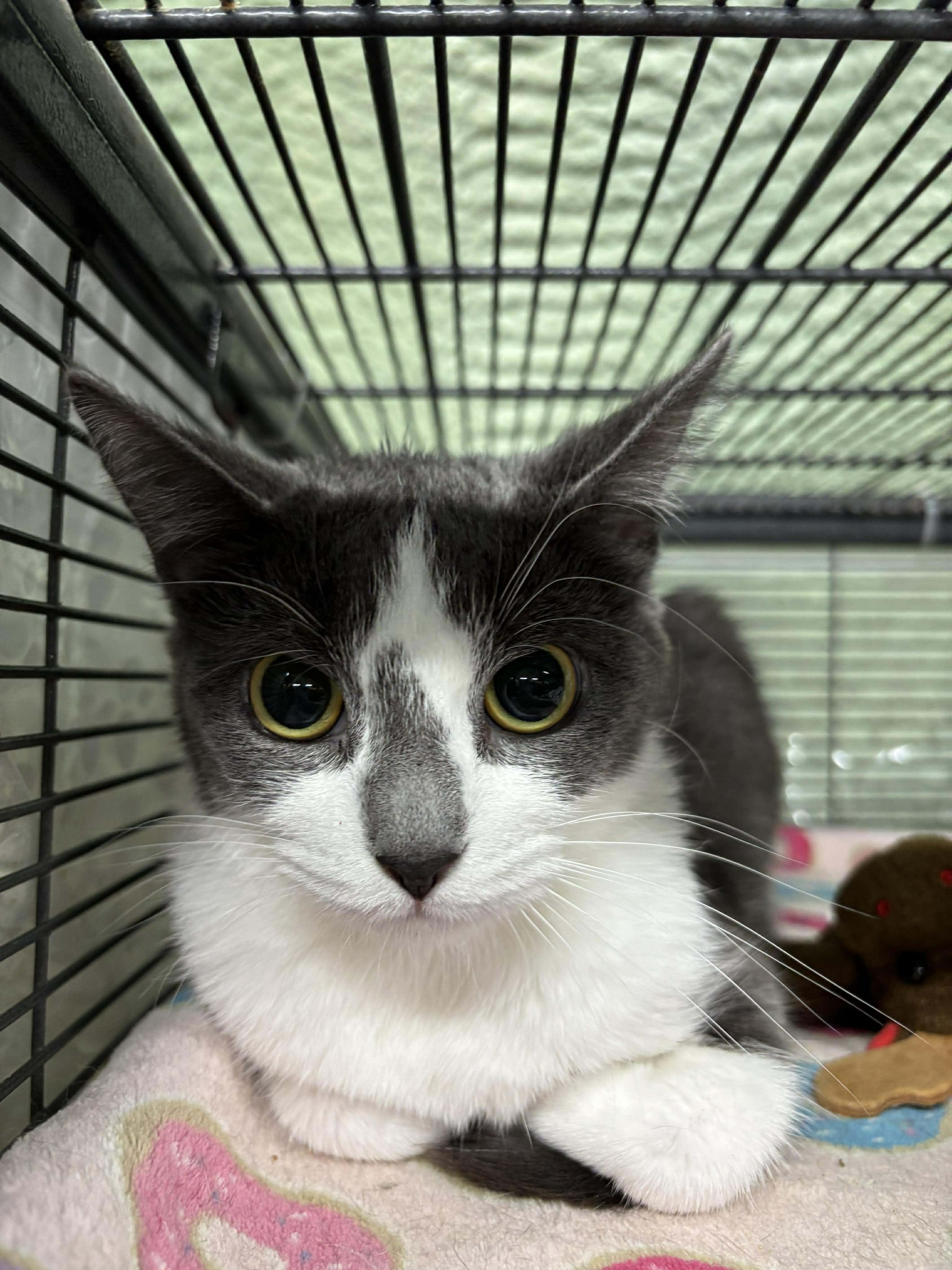 Enlarge MAXINE, a Adoptable Domestic Short Hair in Tillsonburg, ON image 6/6