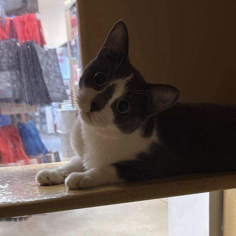 MAXINE, a Adoptable Domestic Short Hair in Tillsonburg, ON image 1/6