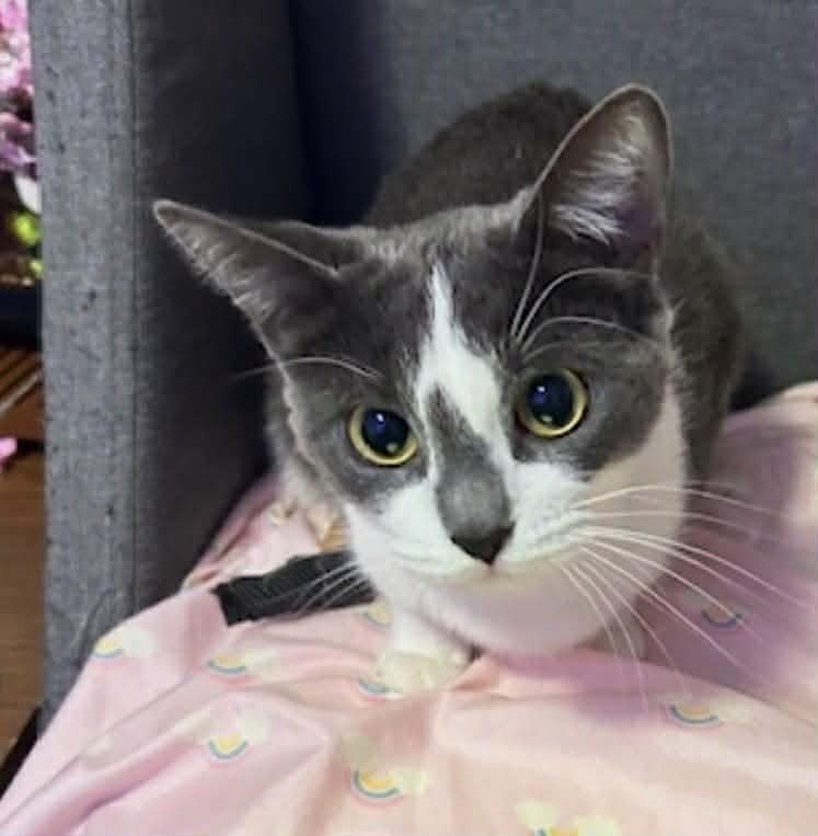 Enlarge MAXINE, a Adoptable Domestic Short Hair in Tillsonburg, ON image 5/6