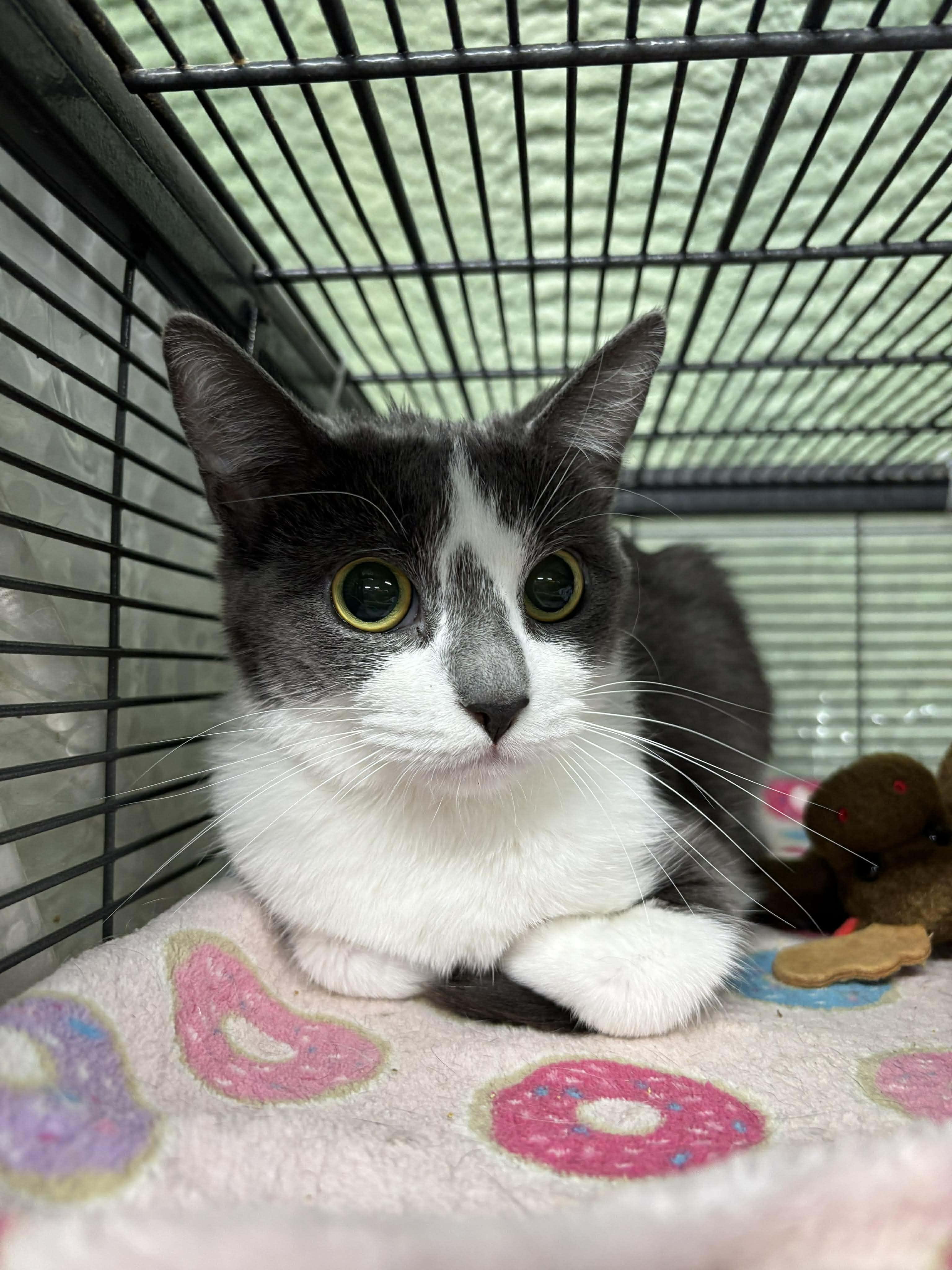 Enlarge MAXINE, a Adoptable Domestic Short Hair in Tillsonburg, ON image 4/6