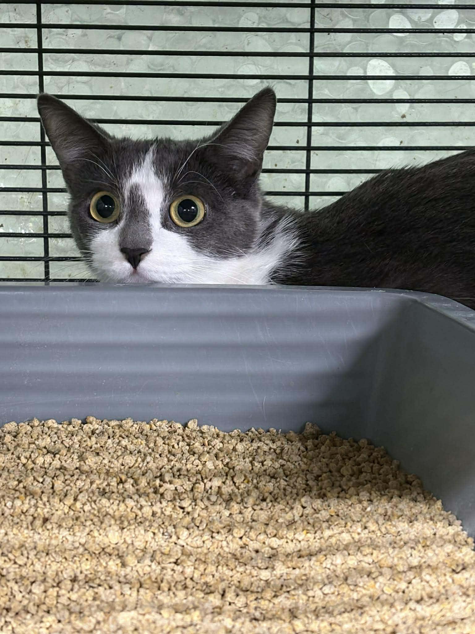 Enlarge MAXINE, a Adoptable Domestic Short Hair in Tillsonburg, ON image 3/6