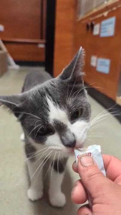 Enlarge MAXINE, a Adoptable Domestic Short Hair in Tillsonburg, ON video 6/6