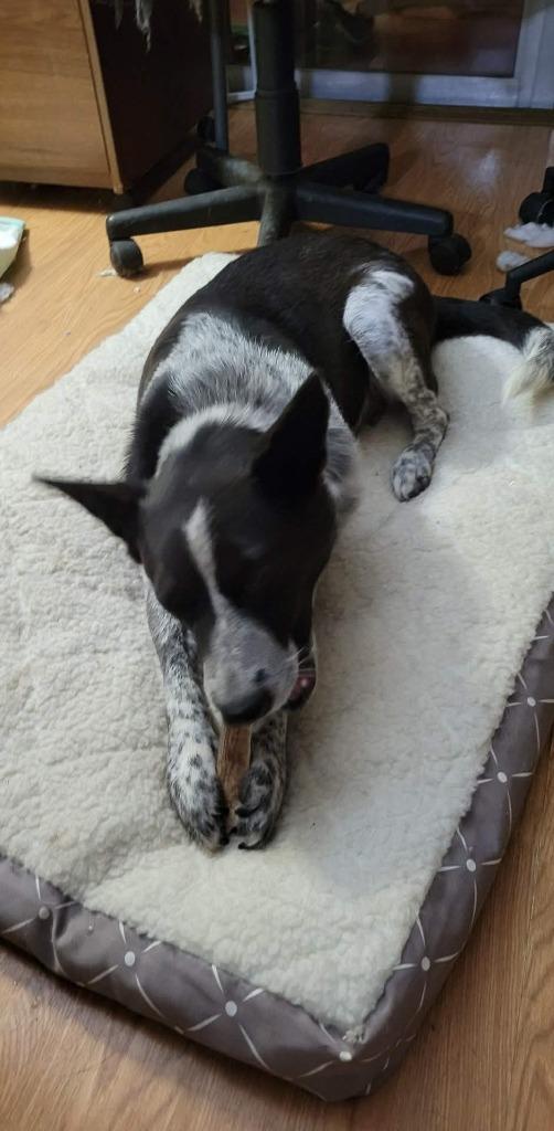 Bella Norris, Adoptable, Senior Female Australian Cattle Dog / Blue Heeler.