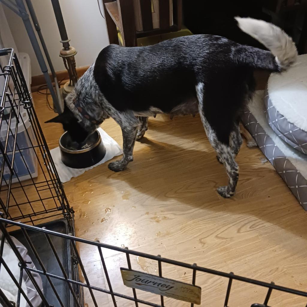 Enlarge Bella Norris, a Adoptable Australian Cattle Dog / Blue Heeler in Indianapolis, IN image 2/2