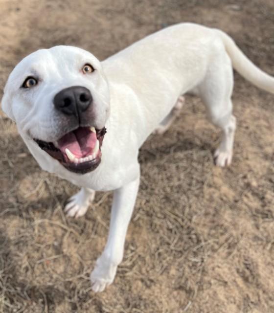 SPARTACUS, Adoptable, Young Male Mixed Breed.