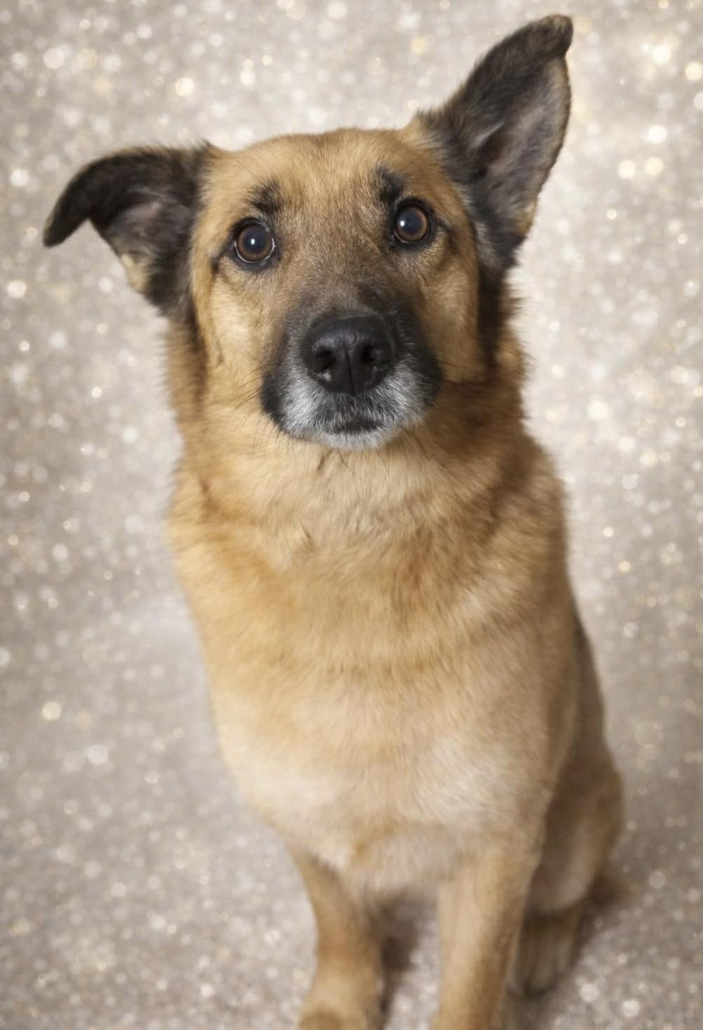 Enlarge Butterball , a ADOPTABLE mixed breed in Westfield, NY image 2/2