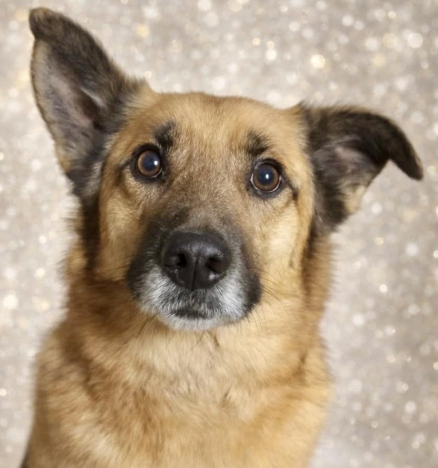 Butterball , ADOPTABLE, Young Male Shepherd & Mixed Breed.