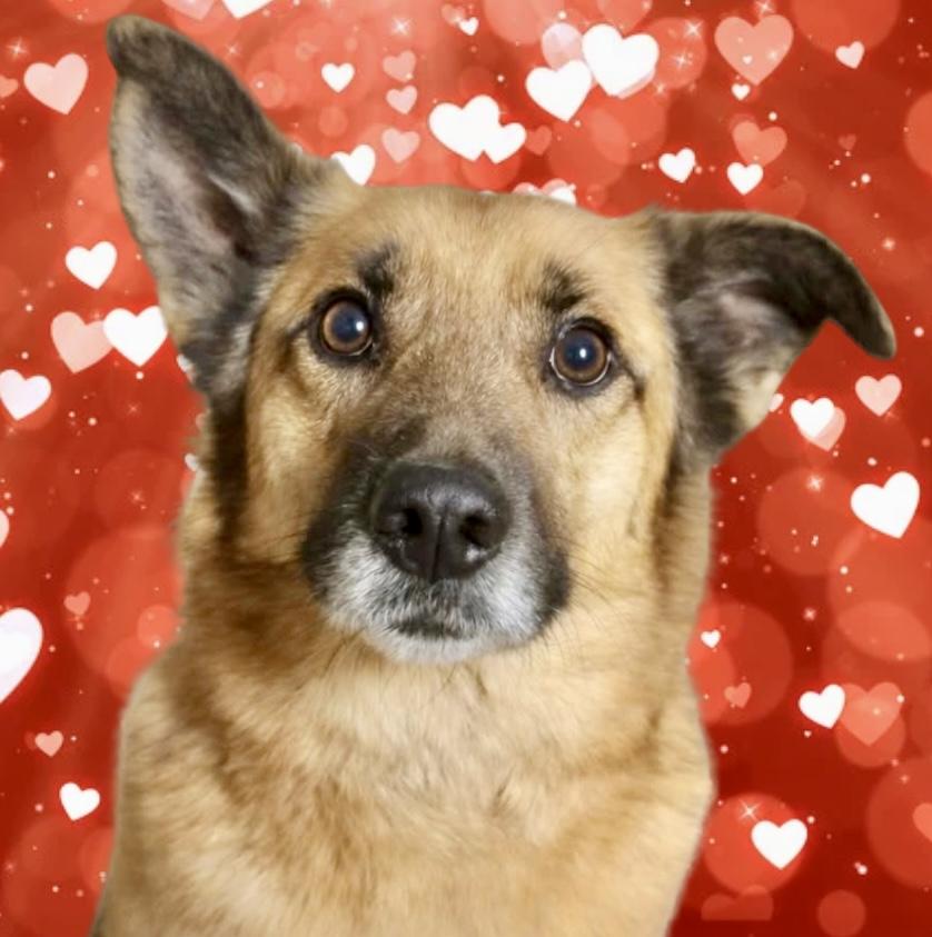 Butterball , ADOPTABLE, Adult Male Shepherd & Mixed Breed.