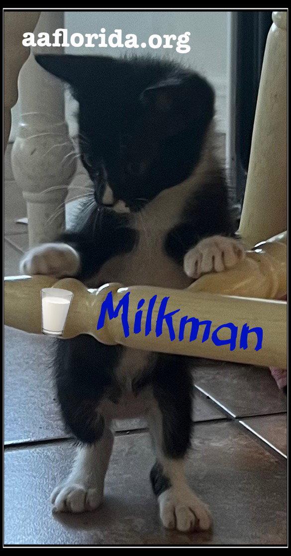 Milkman, Adopted, Young Male Domestic Short Hair.