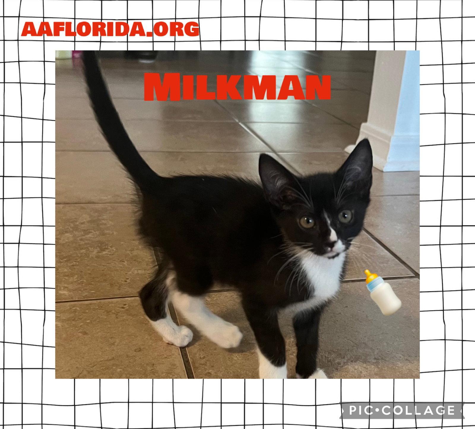 Milkman, a Adopted Domestic Short Hair in Pensacola, FL image 2/3