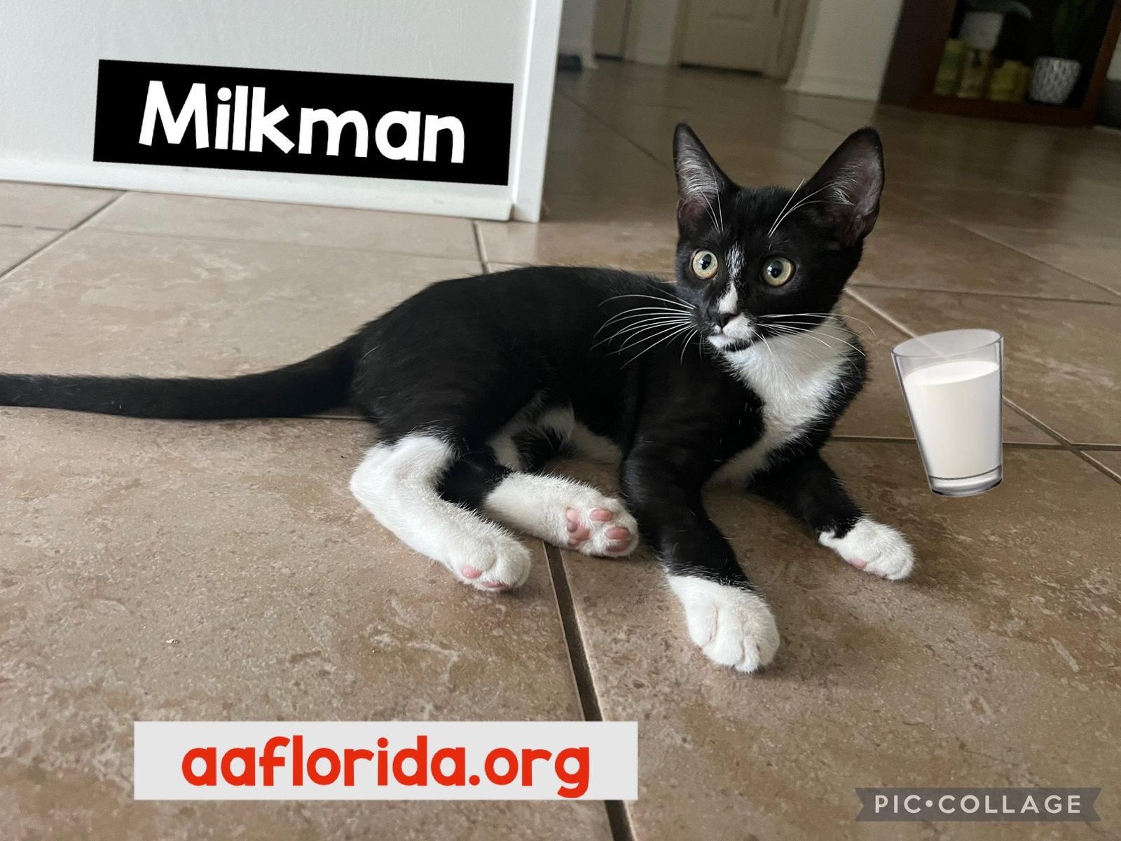 Milkman, a Adopted Domestic Short Hair in Pensacola, FL image 3/3