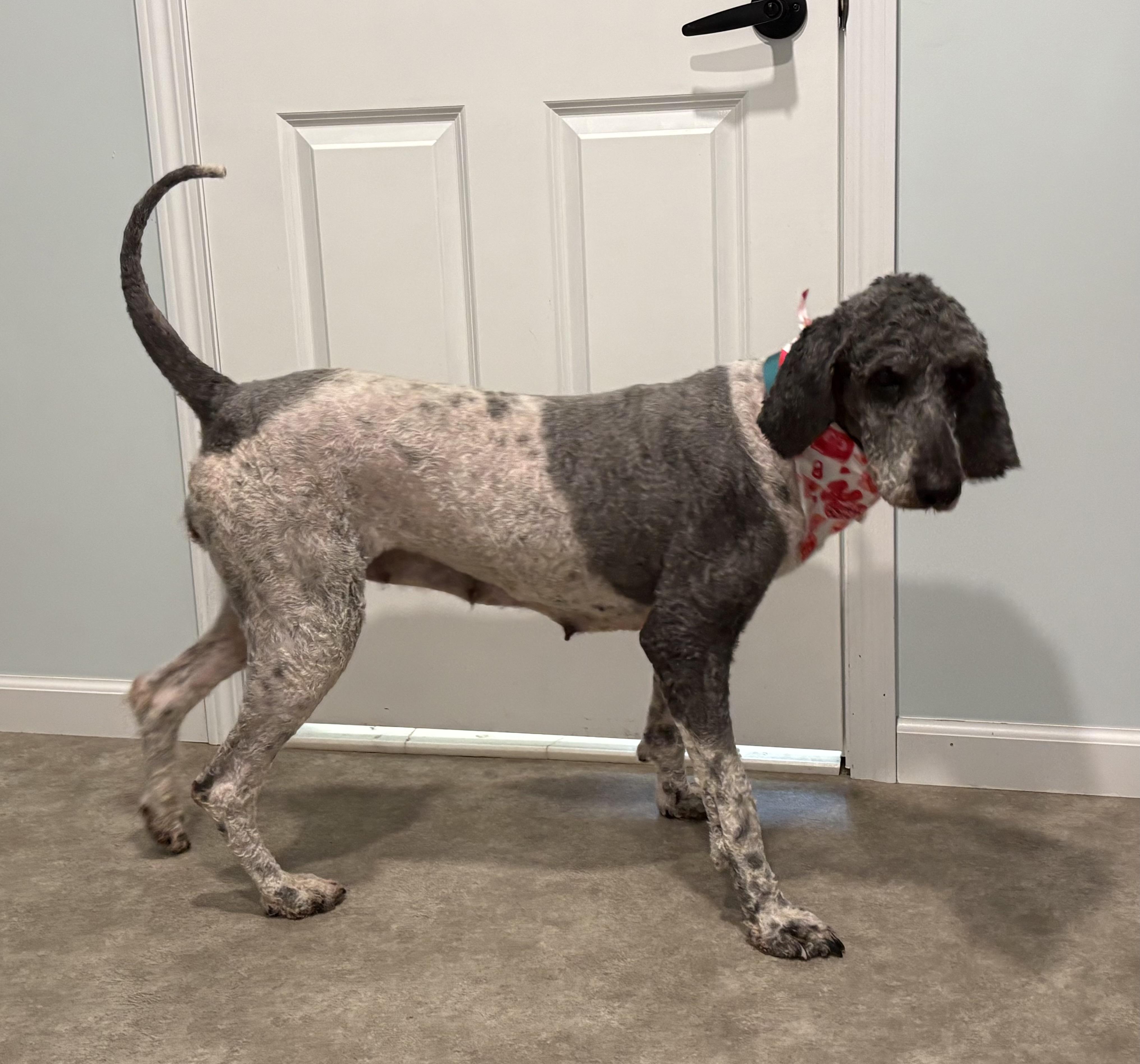 Enlarge Mags, a ADOPTABLE Poodle in Grant, NE image 6/6