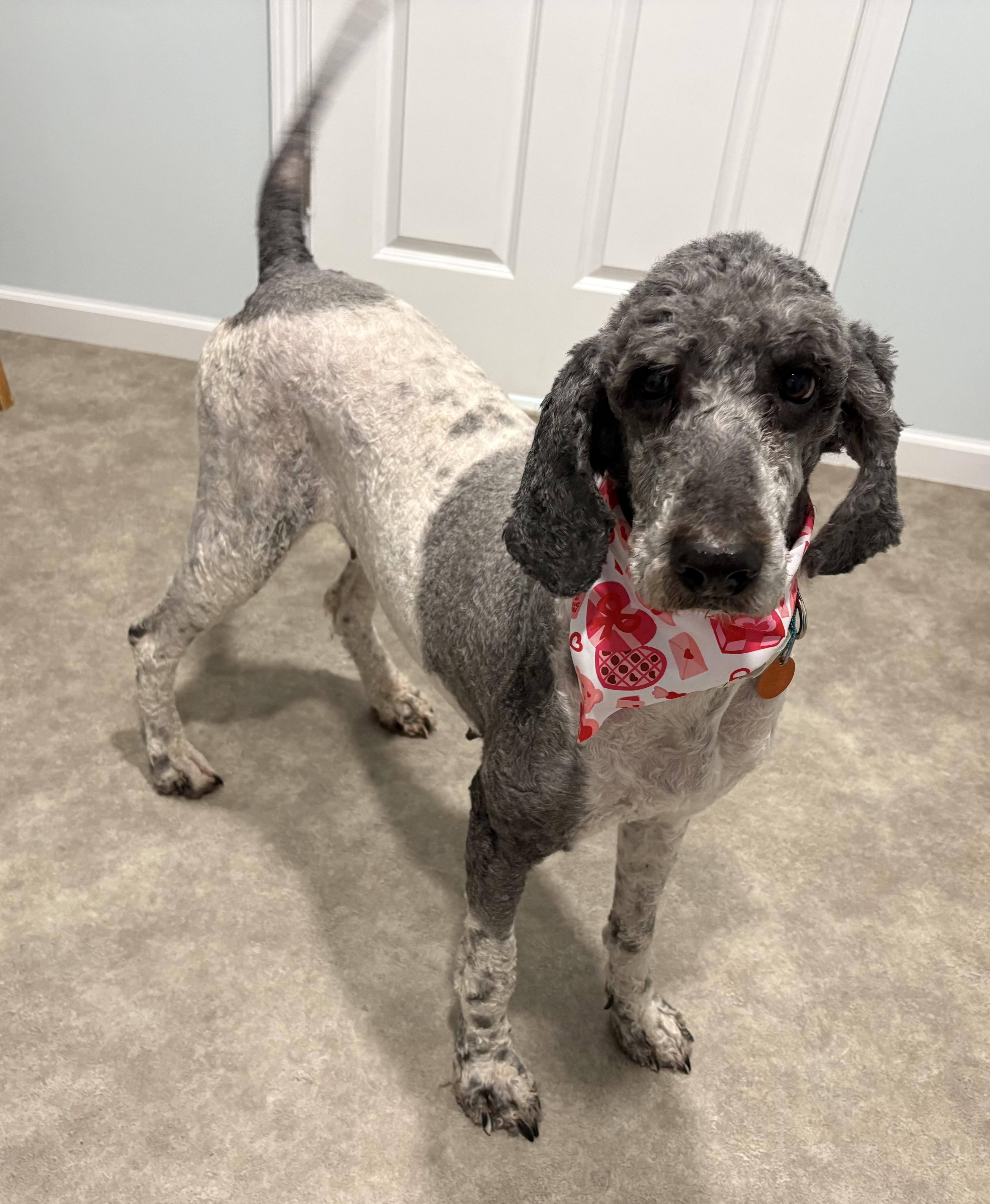 Enlarge Mags, a ADOPTABLE Poodle in Grant, NE image 1/6
