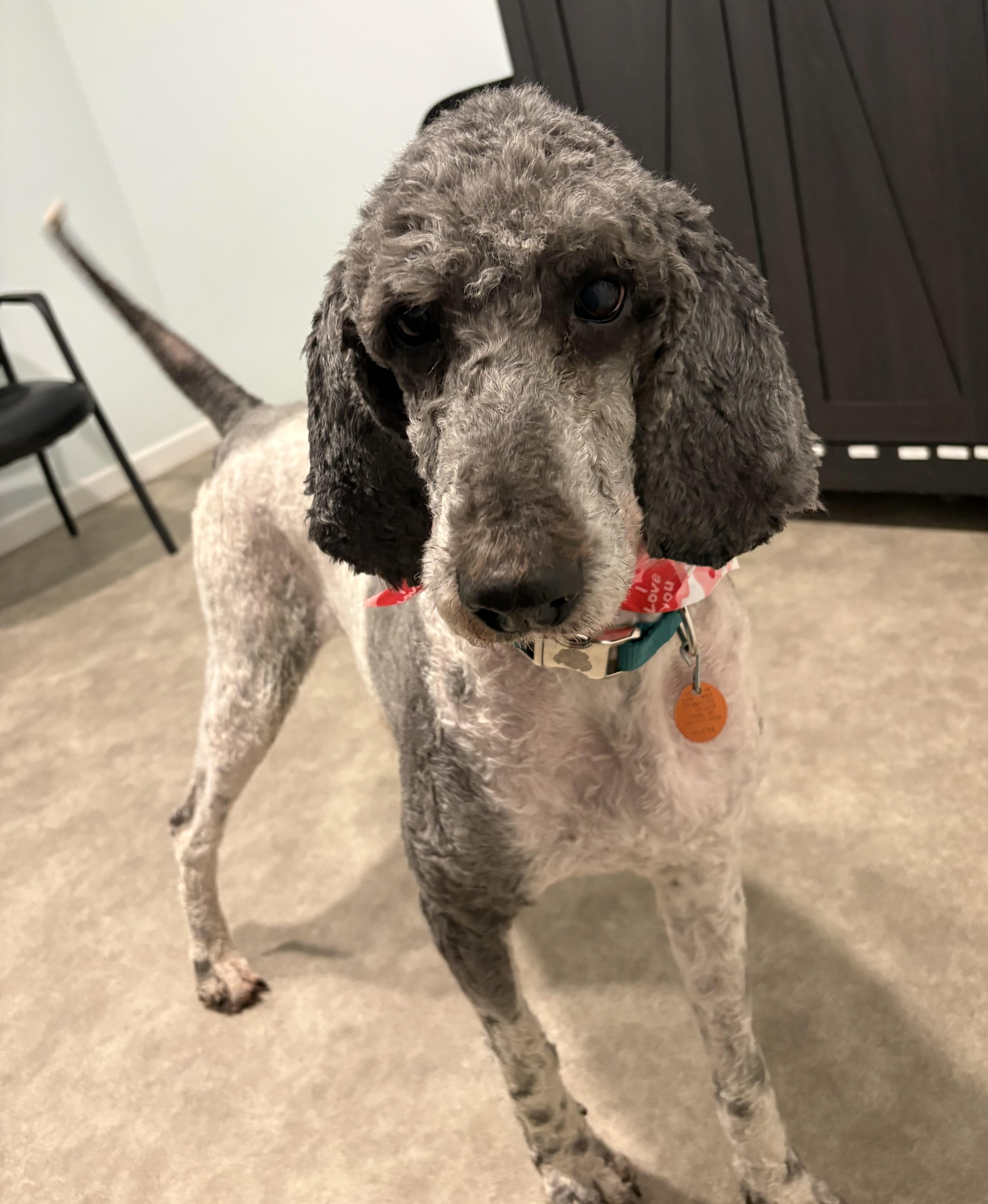 Enlarge Mags, a ADOPTABLE Poodle in Grant, NE image 4/6