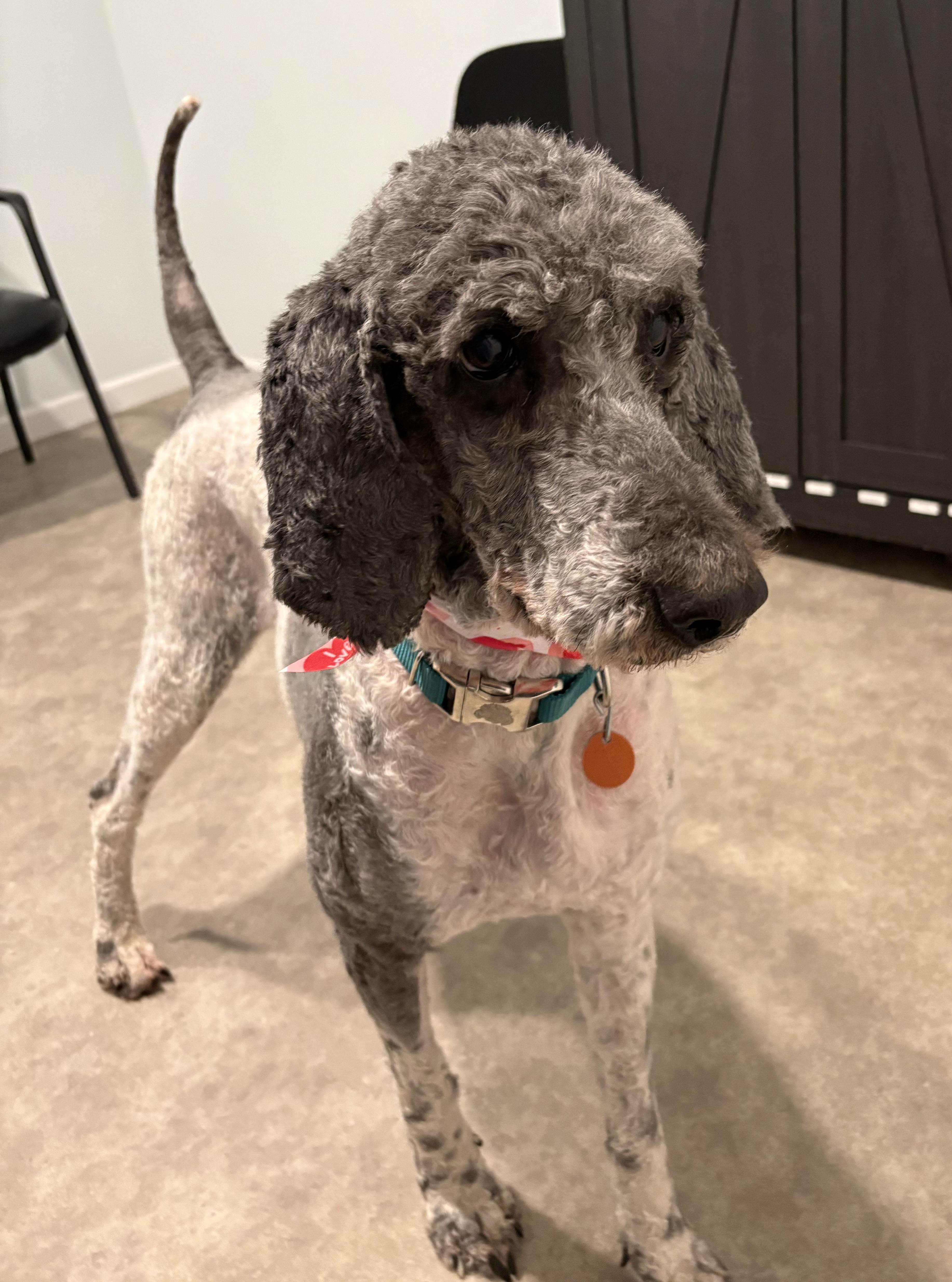 Enlarge Mags, a ADOPTABLE Poodle in Grant, NE image 2/6