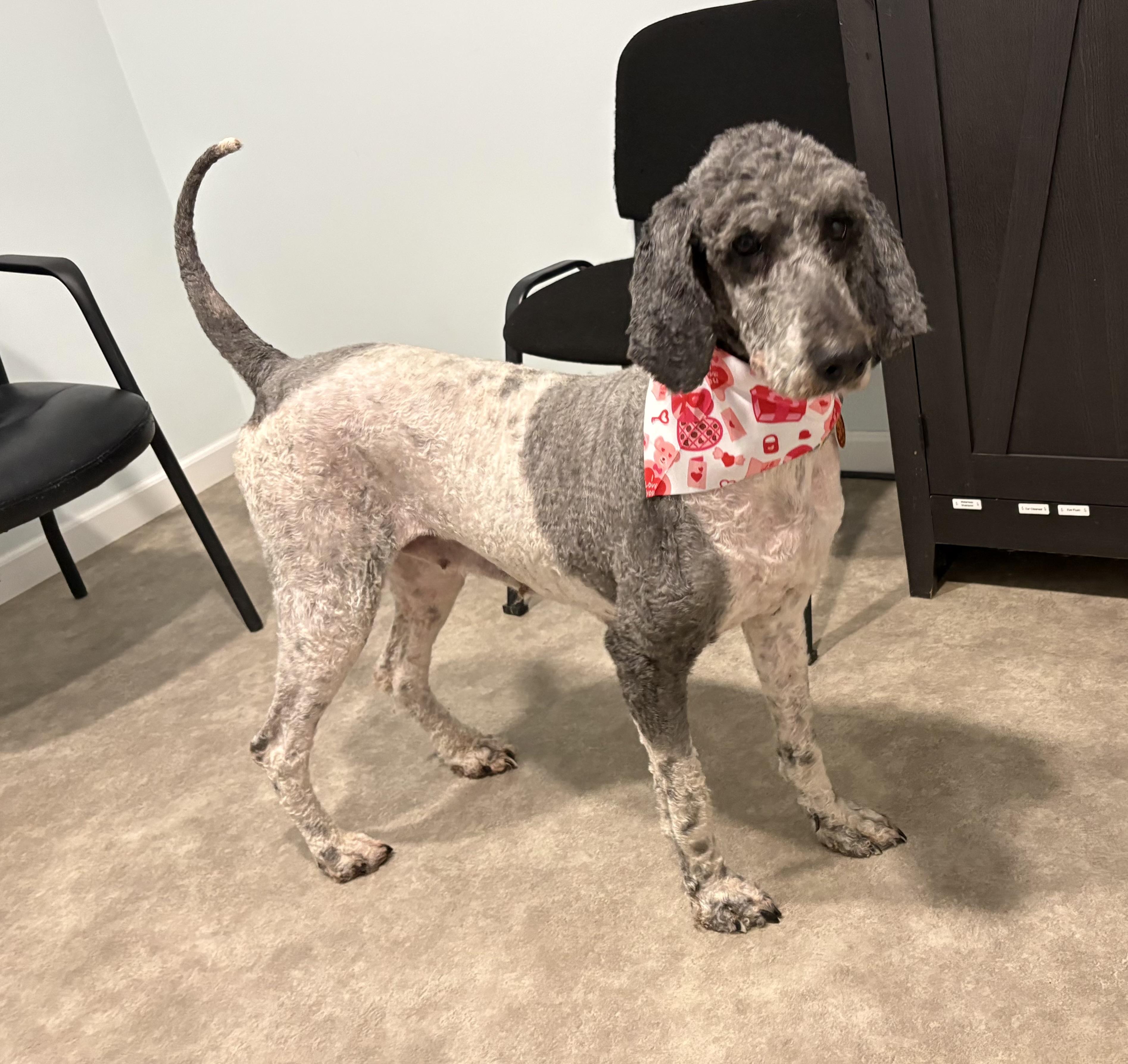 Enlarge Mags, a ADOPTABLE Poodle in Grant, NE image 3/6