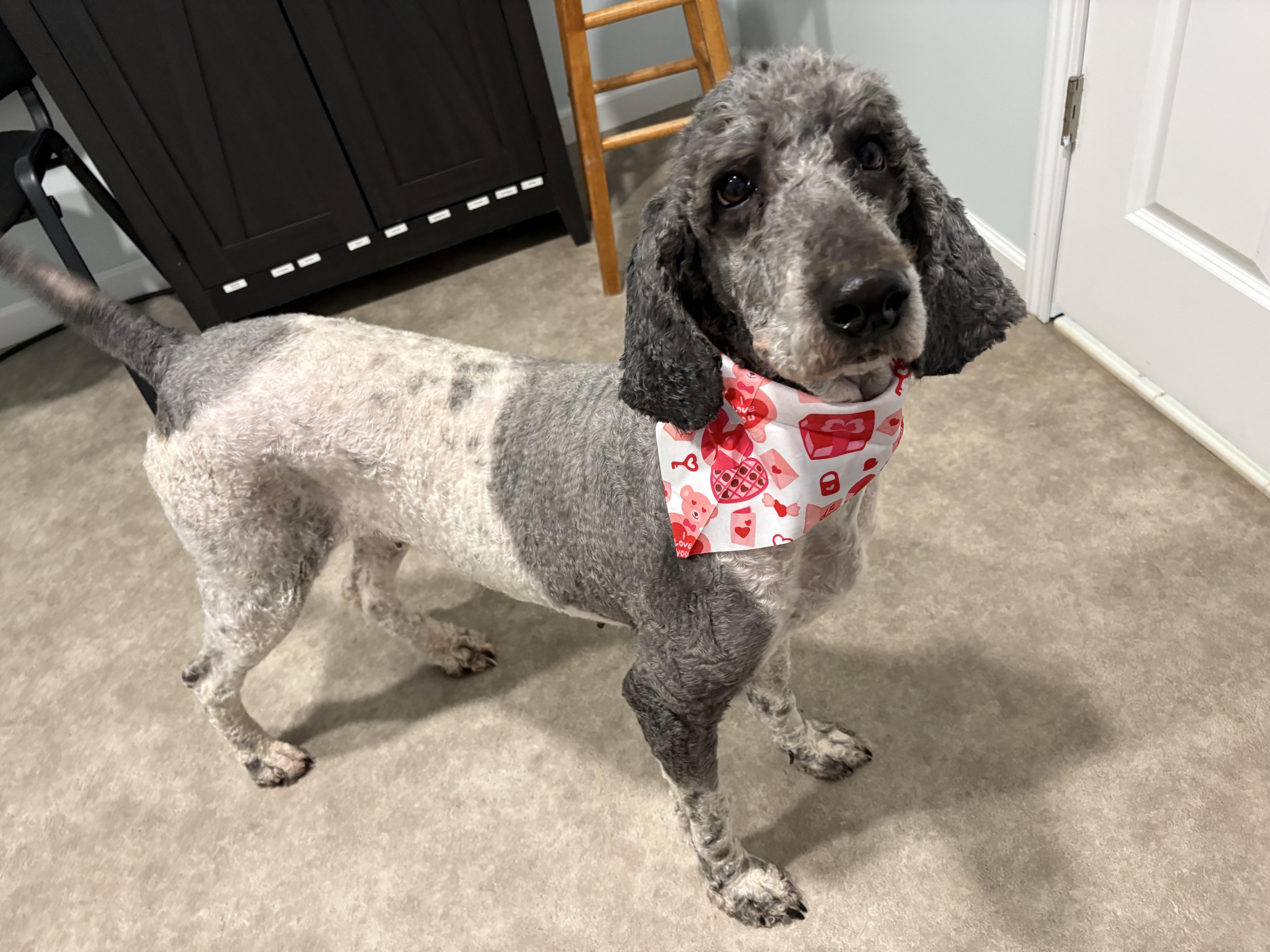 Enlarge Mags, a ADOPTABLE Poodle in Grant, NE image 5/6