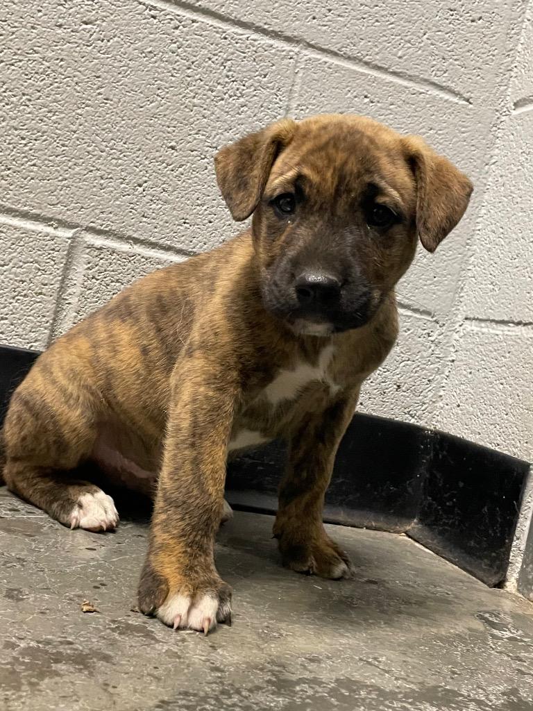 Newton Pup 4, Adoptable, Puppy Male Mixed Breed.