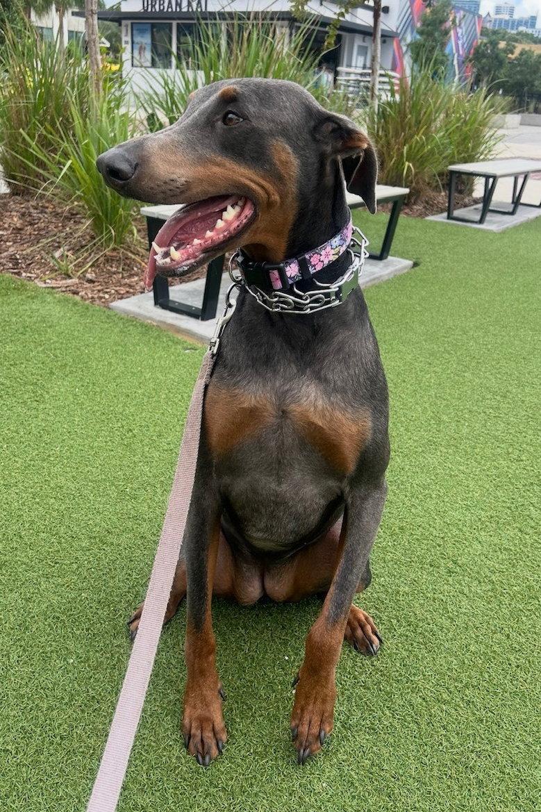 Enlarge Ashe 3533, a Adopted Doberman Pinscher in Oakland Park, FL image 1/3