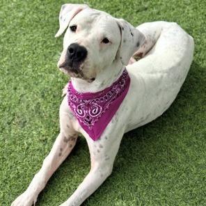 Athena, Adoptable, Adult Female Dogo Argentino.