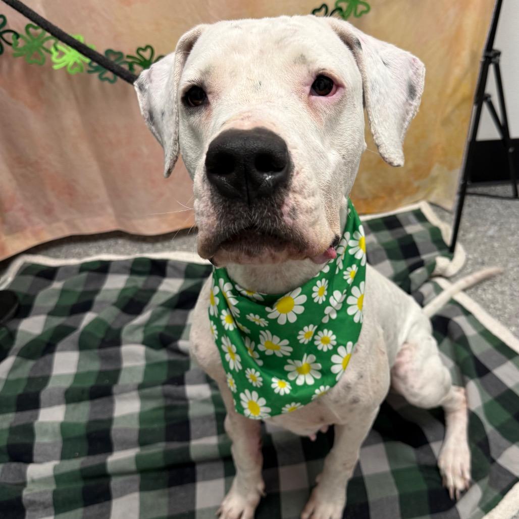 Enlarge Athena, a Adoptable Dogo Argentino in Henderson, NV image 2/4