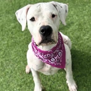 Enlarge Athena, a Adoptable Dogo Argentino in Henderson, NV image 3/4