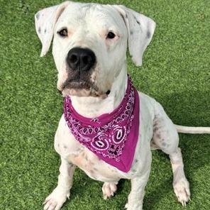 Enlarge Athena, a Adoptable Dogo Argentino in Henderson, NV image 4/4