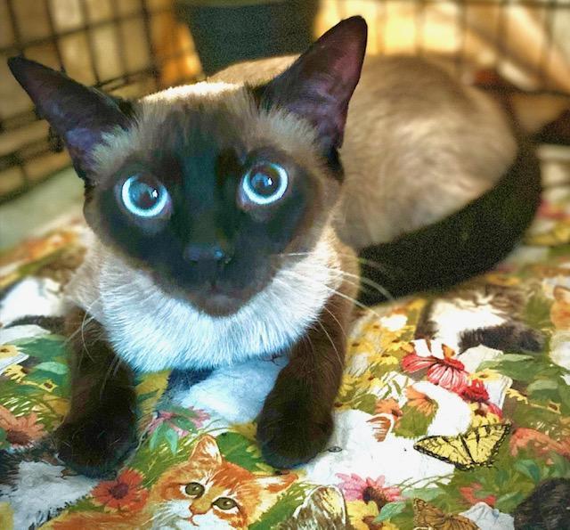 Koi, adopted, Young Female Siamese & Domestic Short Hair.