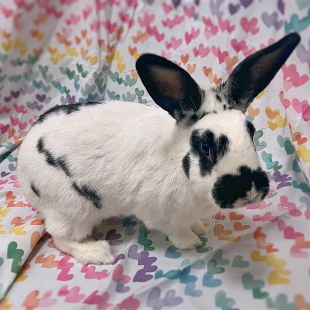 DONKEY, Adoptable, Adult Male Bunny Rabbit.