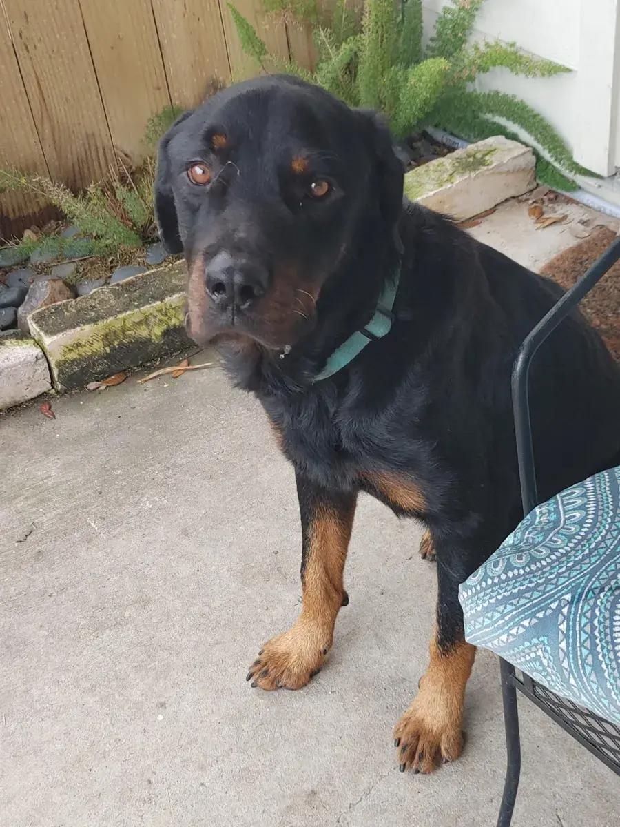 Dexter, ADOPTABLE, Young Male Rottweiler.