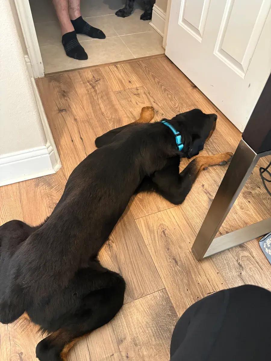 Enlarge Dexter, a ADOPTABLE Rottweiler in Polk, OH image 3/3