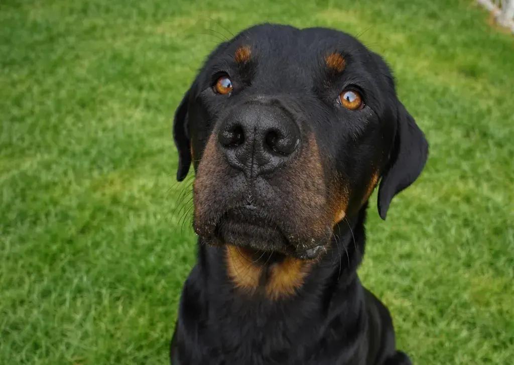 Enlarge Dexter, a ADOPTABLE Rottweiler in Polk, OH image 2/3