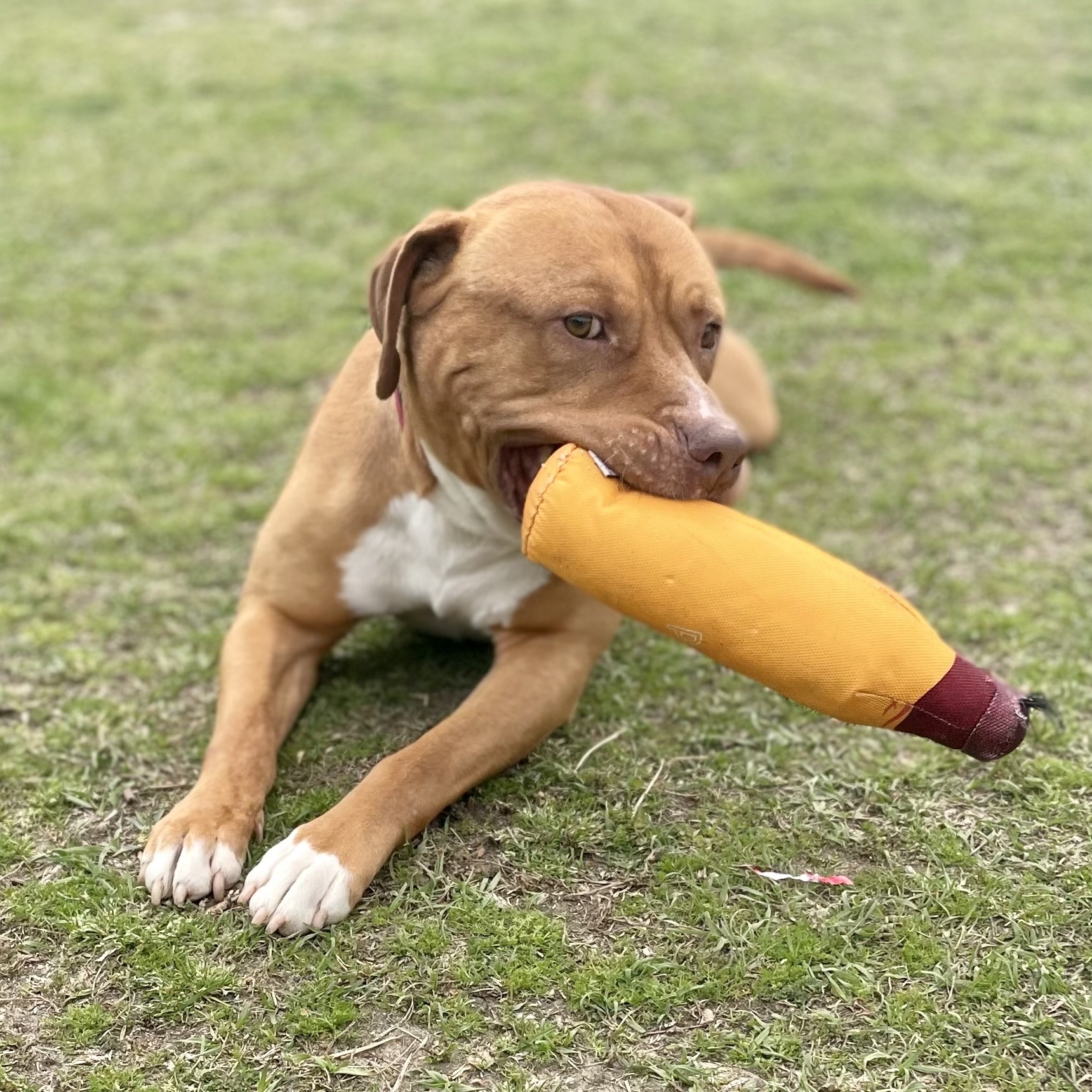 Zeus, Adoptable, Adult Male Pit Bull Terrier.