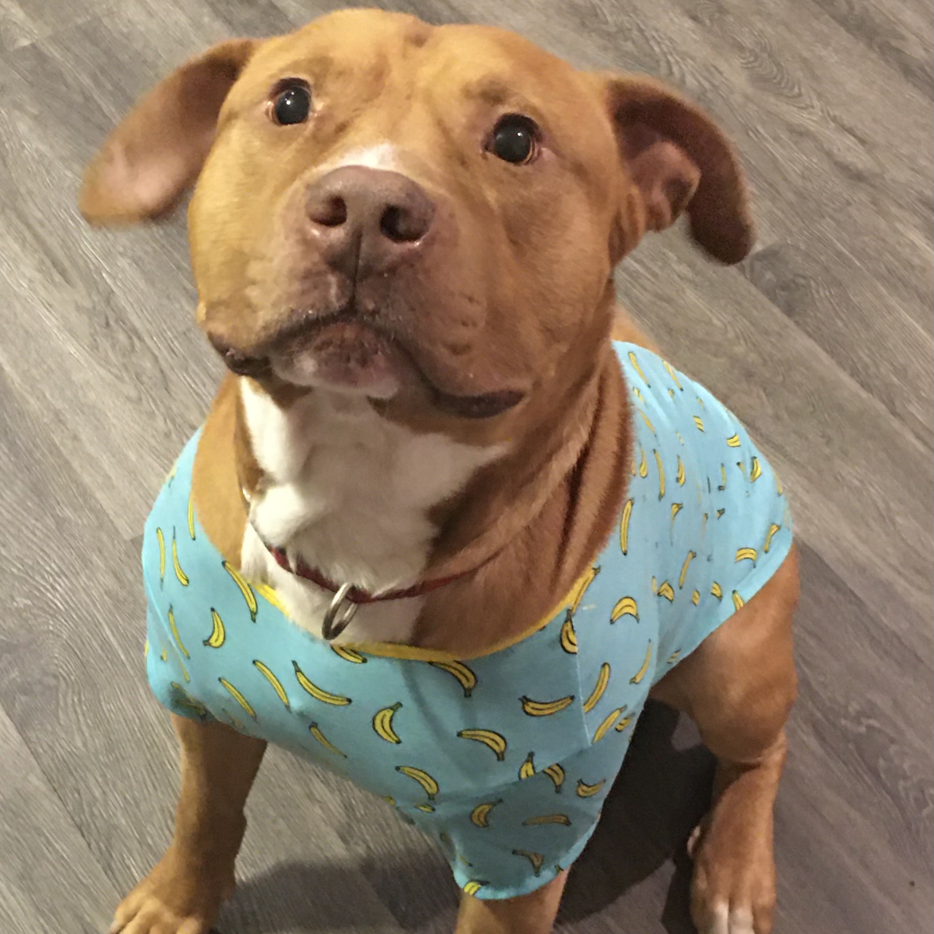 Enlarge Zeus, a Adoptable Pit Bull Terrier in Sanford, NC image 2/3