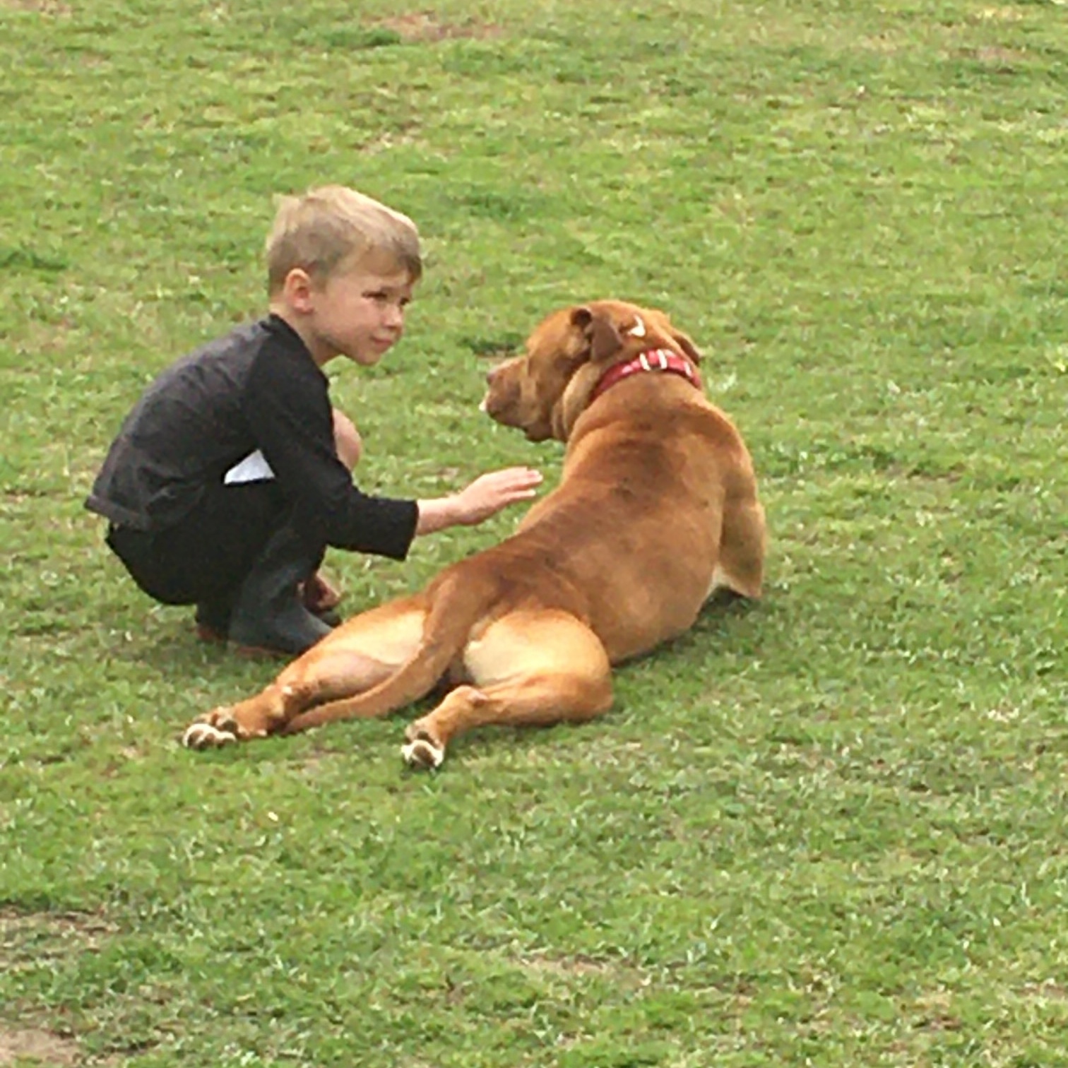 Enlarge Zeus, a Adoptable Pit Bull Terrier in Sanford, NC image 3/3