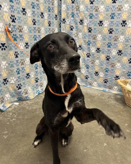 Enlarge SYRUP, a Adoptable mixed breed in Rosenberg, TX image 1/1