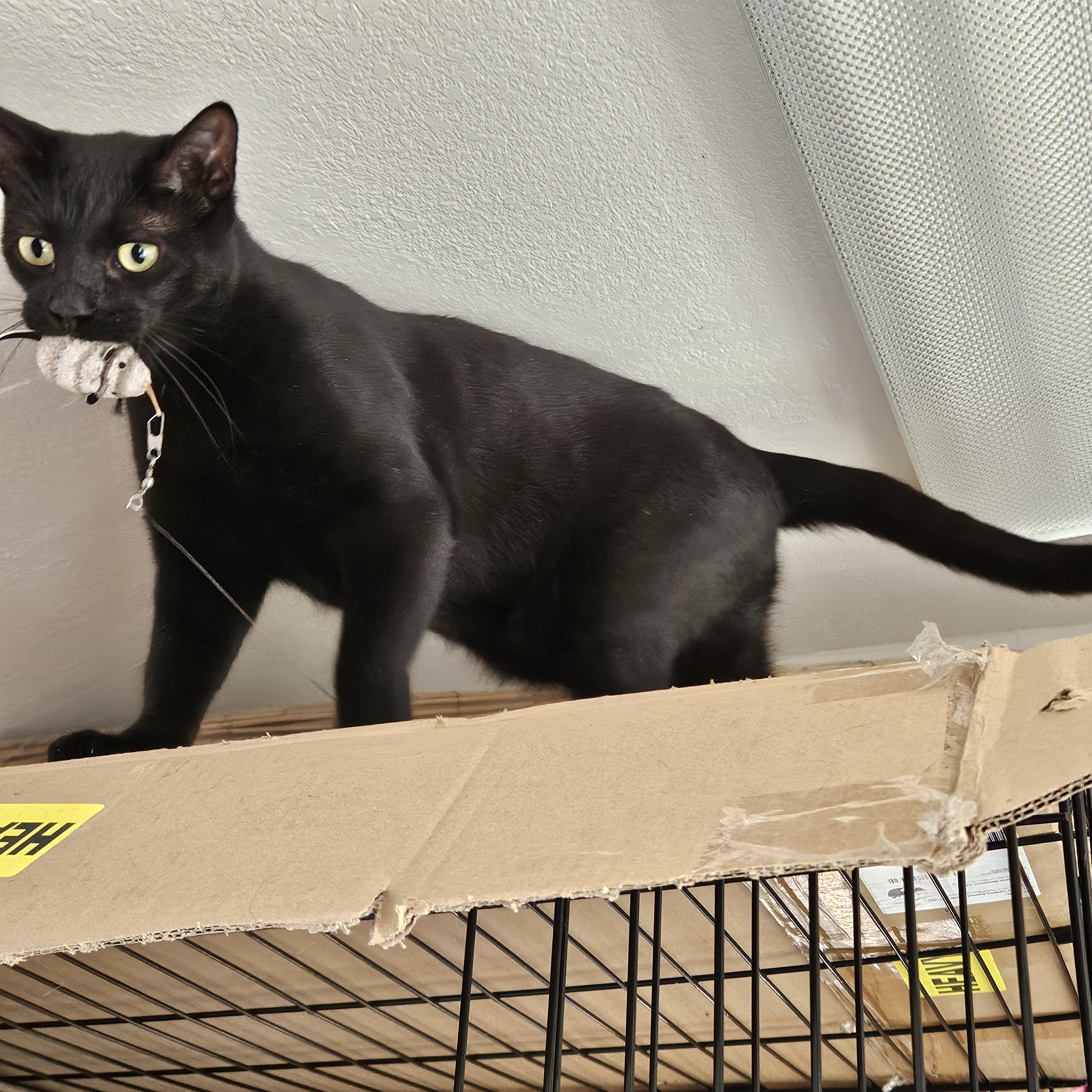 Sweetpea [Bonded with Ruffles], Adoptable, Adult Male Domestic Short Hair.