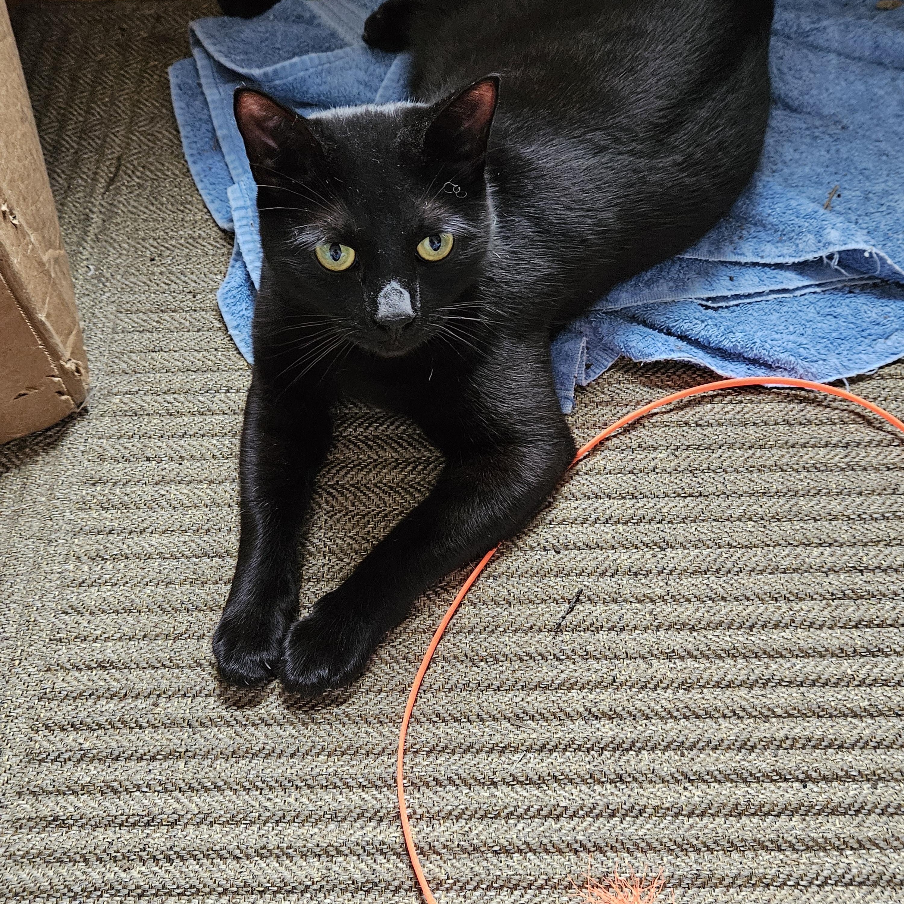 Enlarge Sweetpea [Bonded with Ruffles], a Adoptable mixed breed in Benicia, CA image 2/6