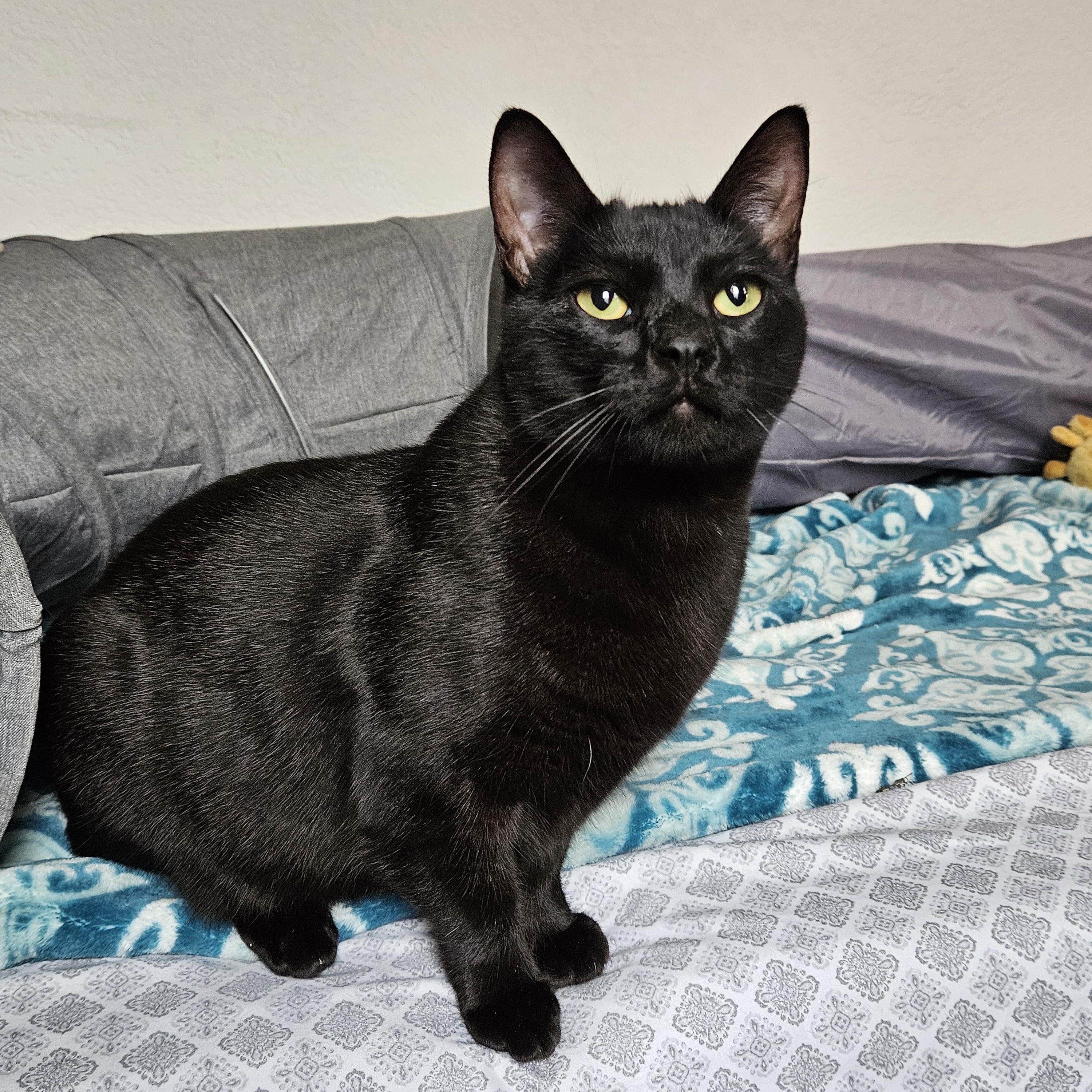 Sweetpea [Bonded with Ruffles]