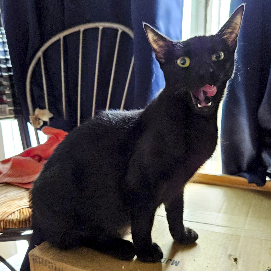 Sweetpea [Bonded with Ruffles]