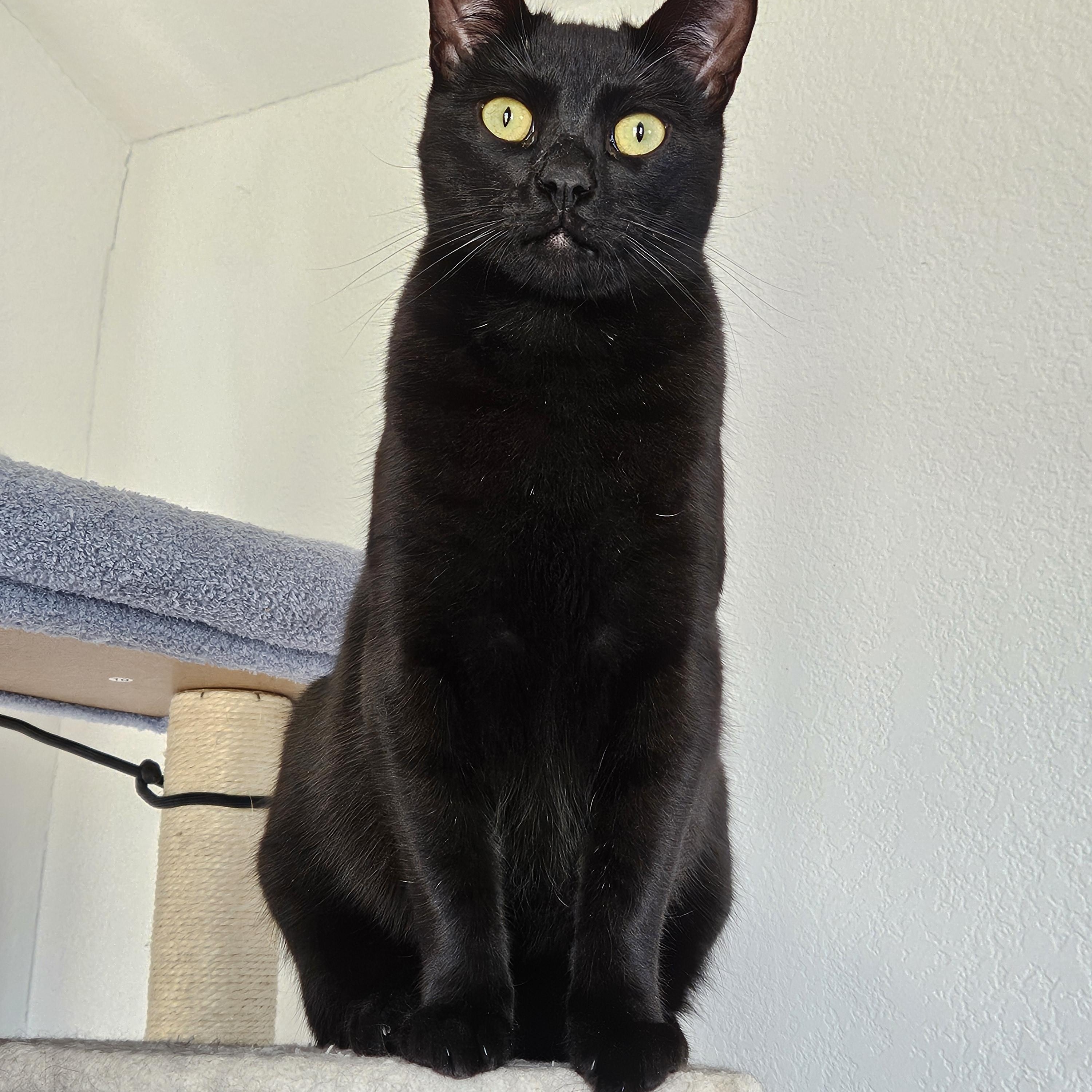 Sweetpea [Bonded with Ruffles]