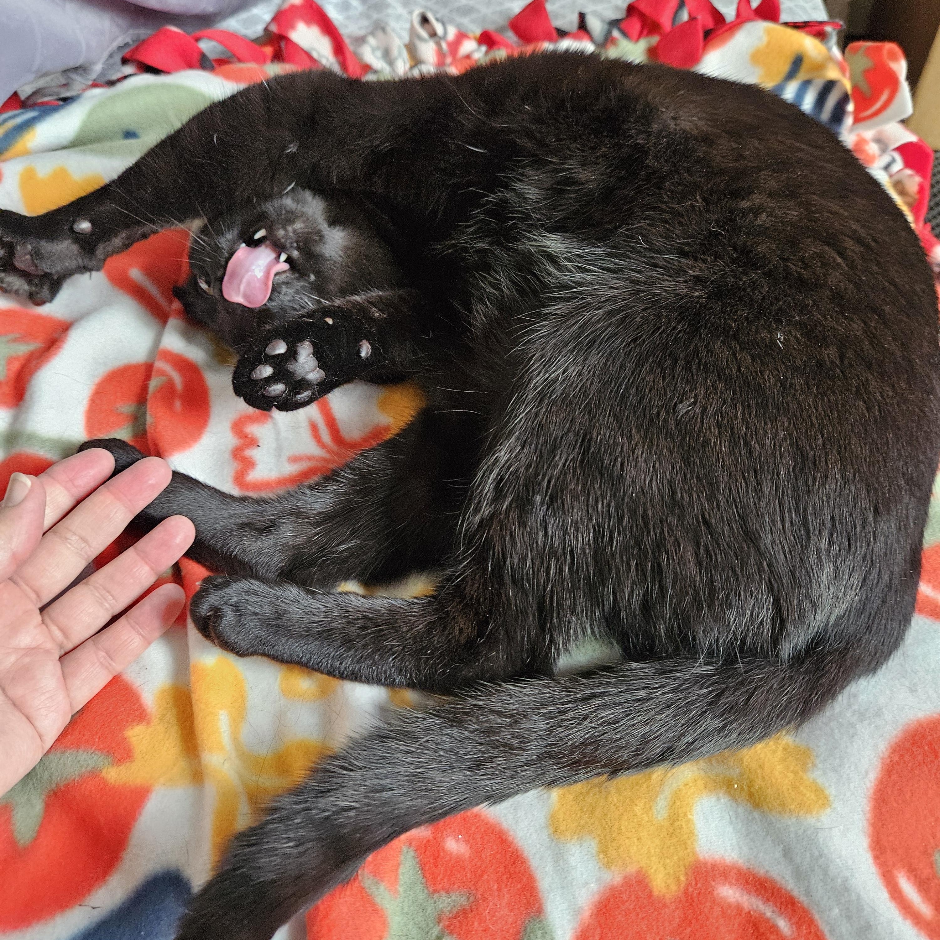 Sweetpea [Bonded with Ruffles]