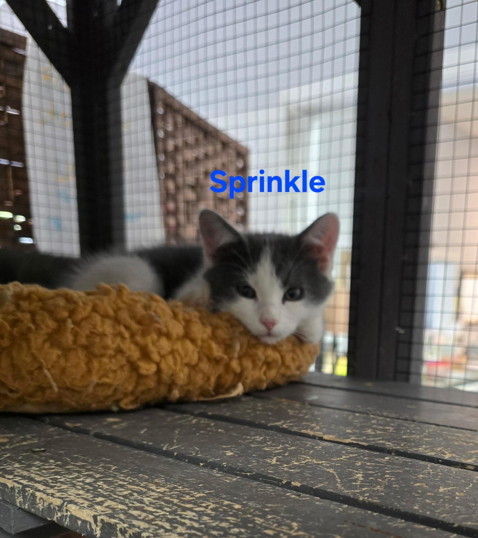 Sprinkle, adopted, Kitten Male Domestic Short Hair.