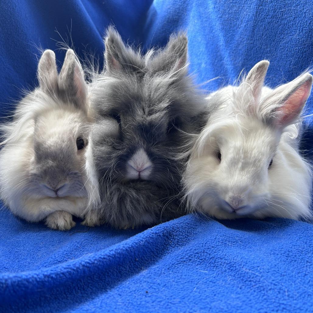 Pee Wee (bonded trio), Adoptable, Adult Male Lionhead & Mixed Breed.
