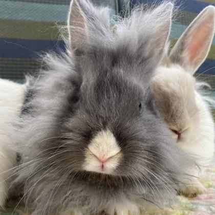 Enlarge Pee Wee (bonded trio), a Adoptable mixed breed in Oak Park, IL image 2/5